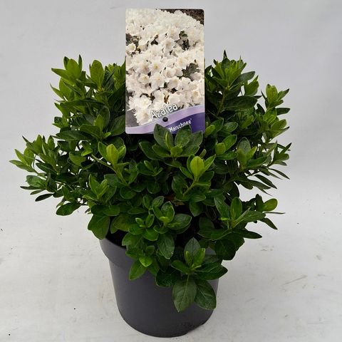 Rhododendron MAISCHNEE (AJ)