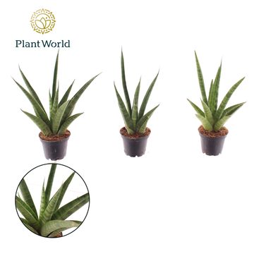 Sansevieria trifasciata 'Pineapple'