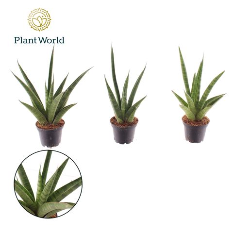 Sansevieria trifasciata 'Pineapple'