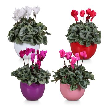 Cyclamen persicum SUPER SERIE REMBRANDT MIX