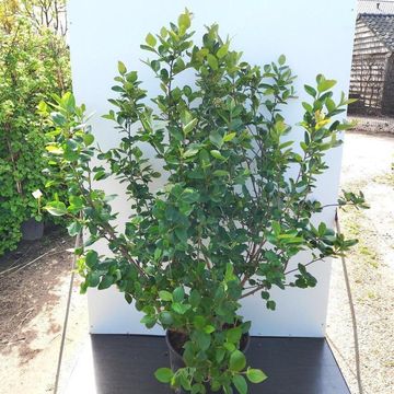 Aronia x prunifolia 'Viking'