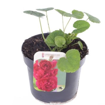 Alcea rosea 'Chater's Double Scarlet'