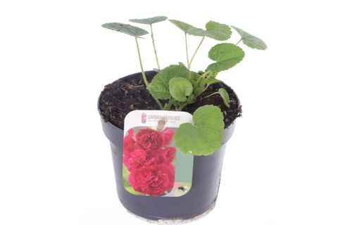 Alcea rosea 'Chater's Double Scarlet'