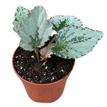 Begonia 'Grey Earl'