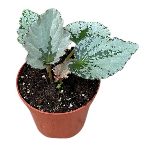 Begonia 'Grey Earl'