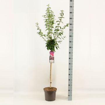 Syringa microphylla 'Superba'