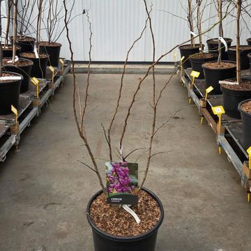 Cercis chinensis 'Avondale'