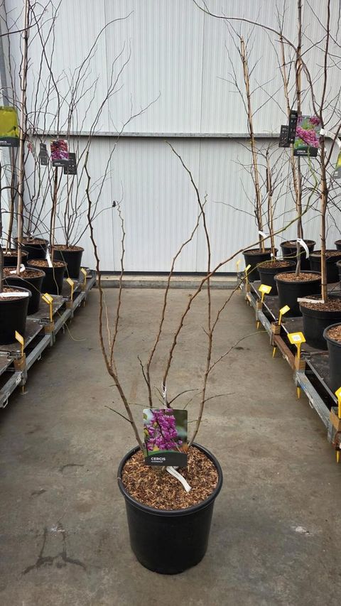 Cercis chinensis 'Avondale'
