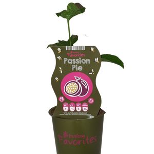 Passiflora PASSION PIE