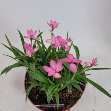 Rhodohypoxis TWINKLE STARS MIX
