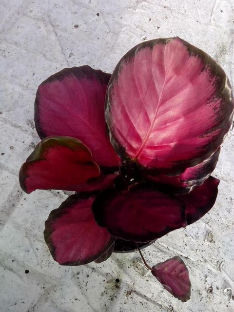 Calathea roseopicta 'Rosy'