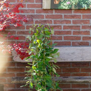 Salix caprea 'Kilmarnock'