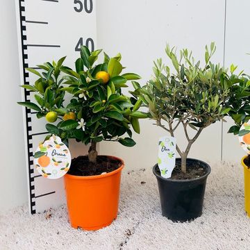 Citrus & Olea MIX