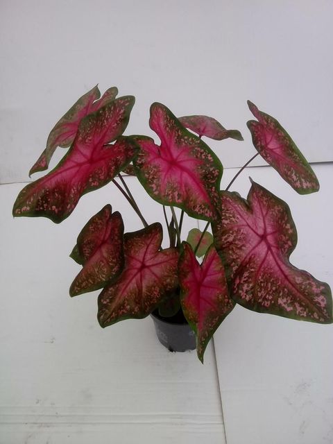 Caladium 'Alexa'