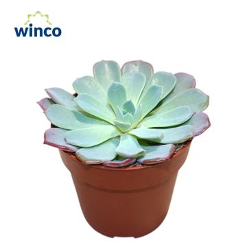 Echeveria 'Laulensis'