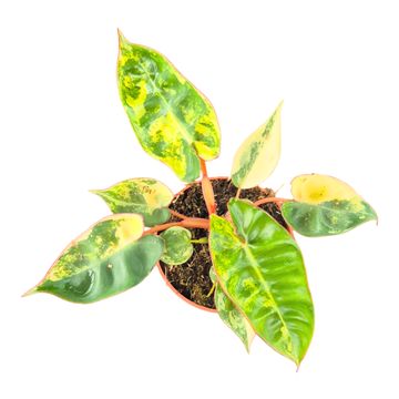 Philodendron billietiae 'Variegata'