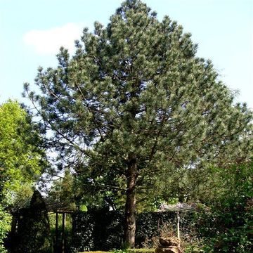 Pinus nigra nigra