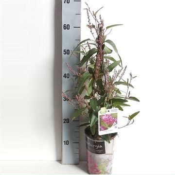 Hardenbergia violacea CANDY WRAPPER