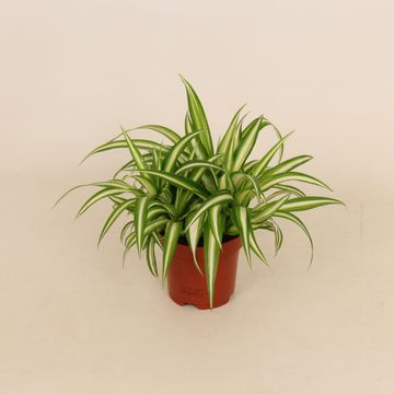 Chlorophytum comosum 'Vittatum'