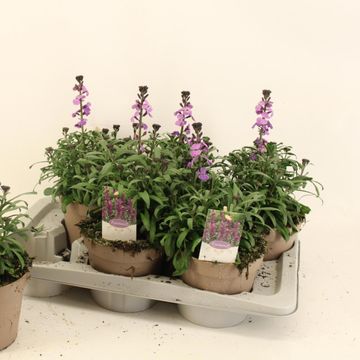 Erysimum linifolium SUPER BOWL MAUVE