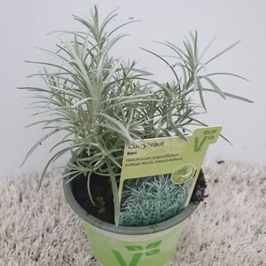Helichrysum angustifolium 'Kari'