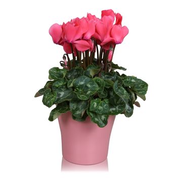 Cyclamen persicum SUPER SERIE S ALLURE MIX