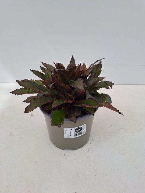 Lobelia x speciosa 'Starship Deep Rose'