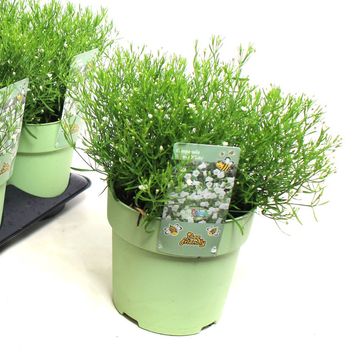 Gypsophila muralis FLEUR WHITE
