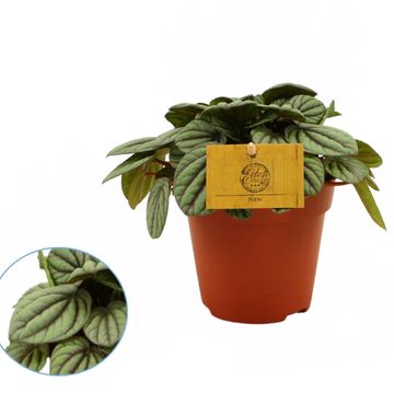 Peperomia 'Mystique'