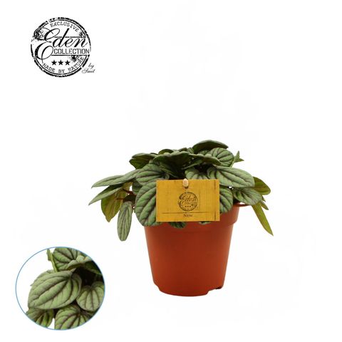 Peperomia 'Mystique'