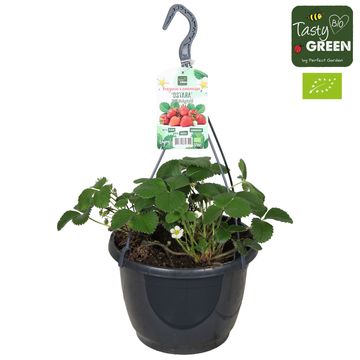 Fragaria x ananassa 'Ostara'