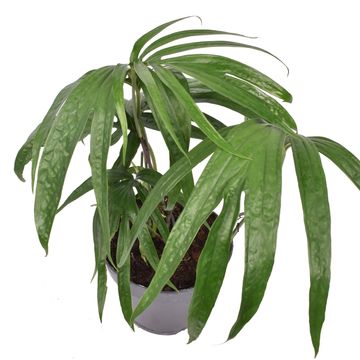 Amydrium zippelianum