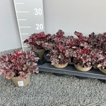 Heuchera 'Melting Fire'