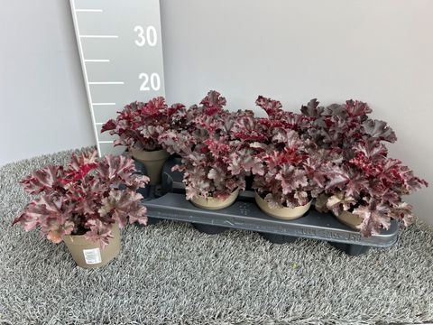 Heuchera 'Melting Fire'