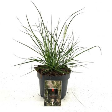 Pennisetum alopecuroides 'Little Bunny'
