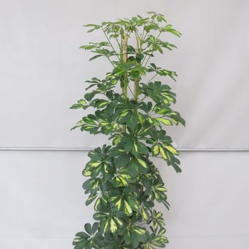 Schefflera arboricola 'Gold Capella'