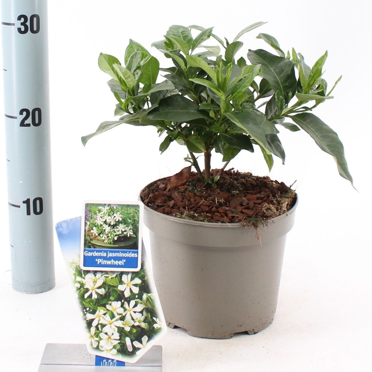 Gardenia jasminoides PINWHEEL — Plant Wholesale FlorAccess