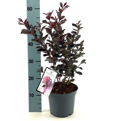 Lagerstroemia indica LAVENDER LACE