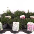 Armeria maritima MIX