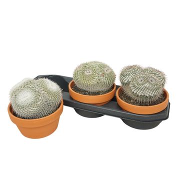 Mammillaria parkinsonii