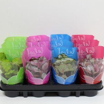 Begonia BELEAF MIX