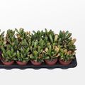 Crassula ovata 'Hobbit'