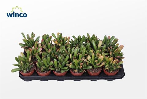 Crassula ovata 'Hobbit'