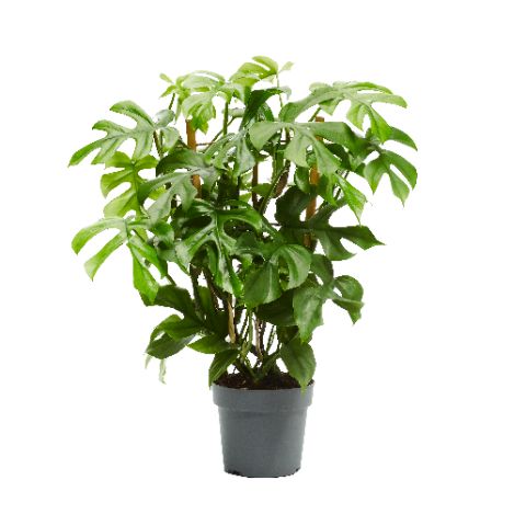 Philodendron 'Minima'