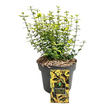 Euonymus fortunei 'Emerald 'n' Gold'
