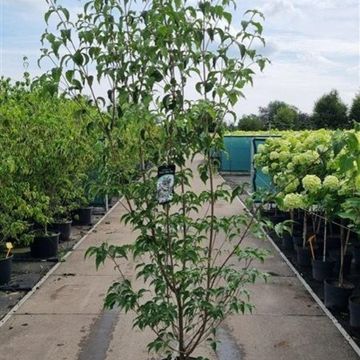 Cornus kousa 'Milky Way'