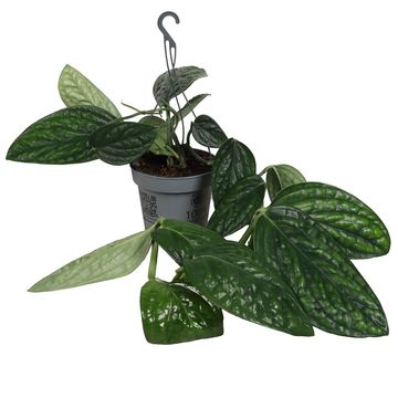 Monstera obliqua 'Peru'