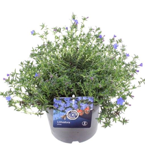 Lithodora diffusa TIDEPOOL SKY BLUE