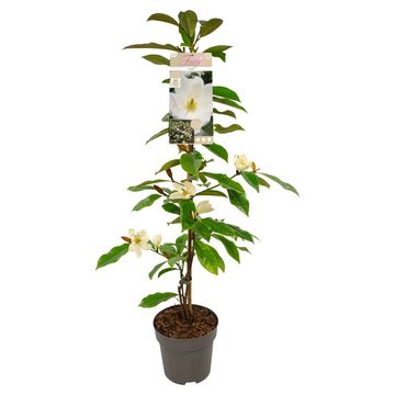 Magnolia FAIRY MAGNOLIA CREAM