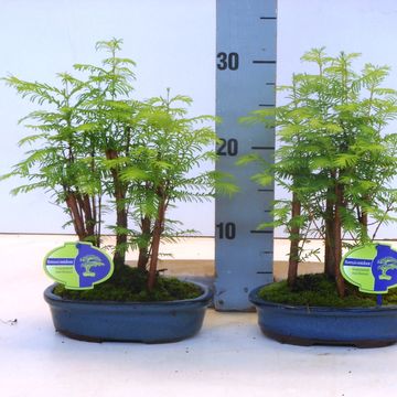 Metasequoia glyptostroboides